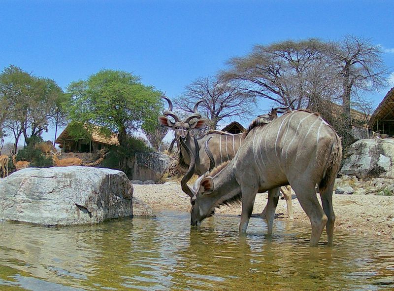 Tanzania - Ruaha NP - Mwagusi