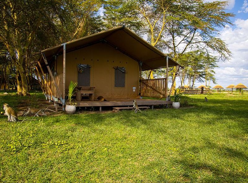 Lodge lake manyara africa tanzania safari