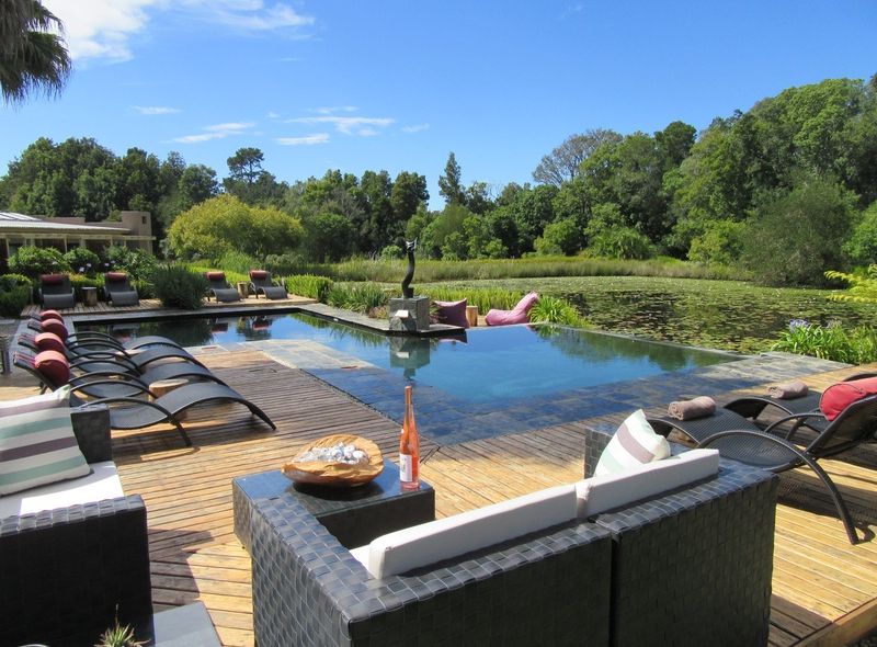 Lily pond plettenbergbaai