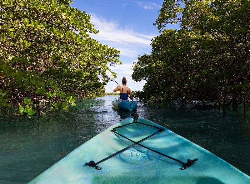 Kajakken door de mangroves