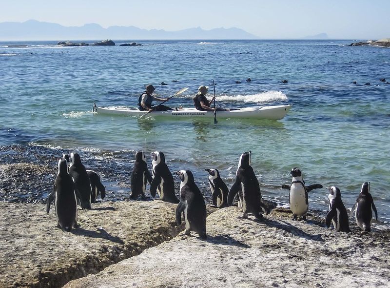 pinguins kajakken boulders beach