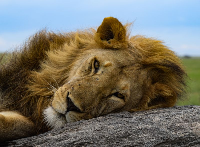 Leeuw tanzania