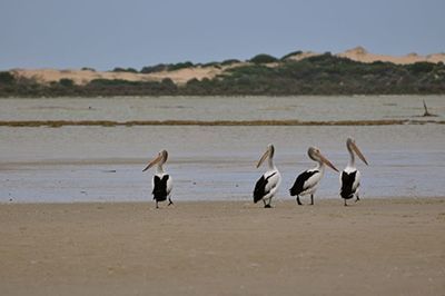 vogels spotten op reis in zuid australie