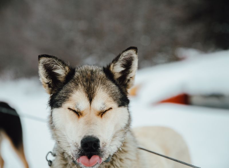 Hondensledetocht Jasper © Mike Seehagel