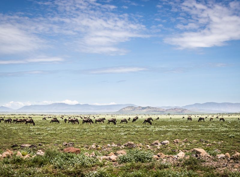 Kalverseizoen the Great Migration Serengeti Tanzania Kenia