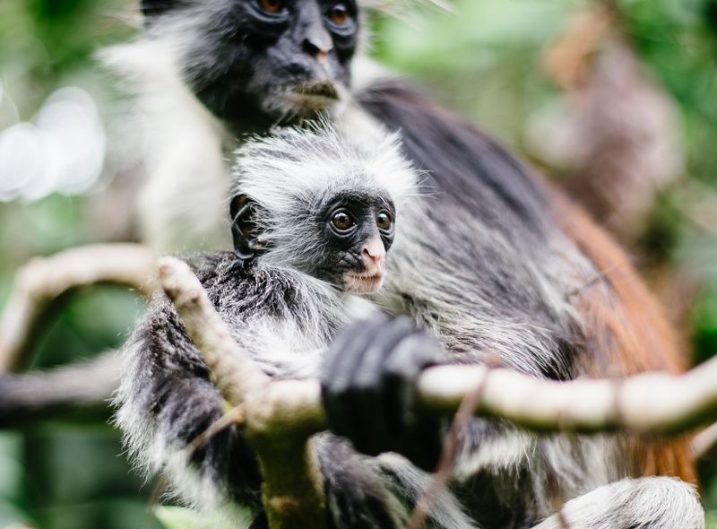Kirk rode colobus aapjes in Jozani Forest