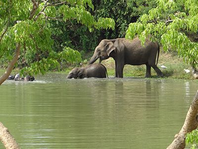 Olifanten in Sri Lanka nemen een bad