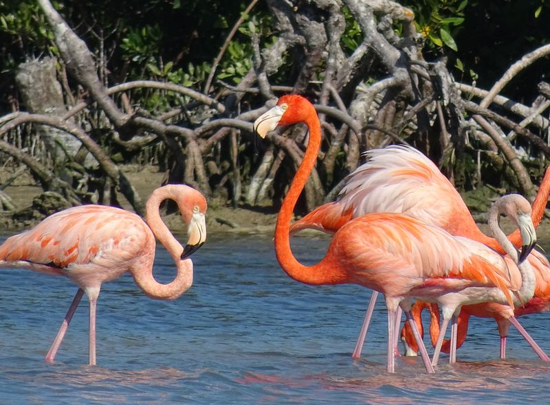 Activiteiten in en rond Rio Lagartos