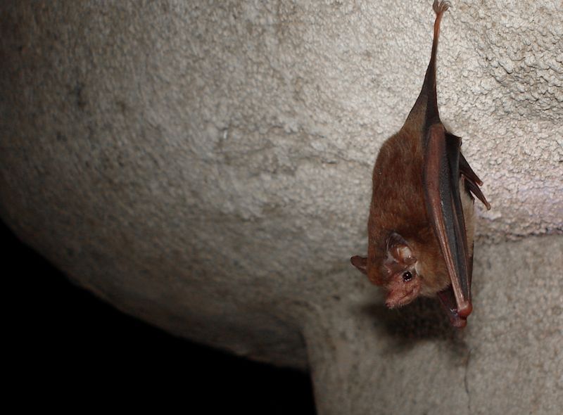 Vleermuis
