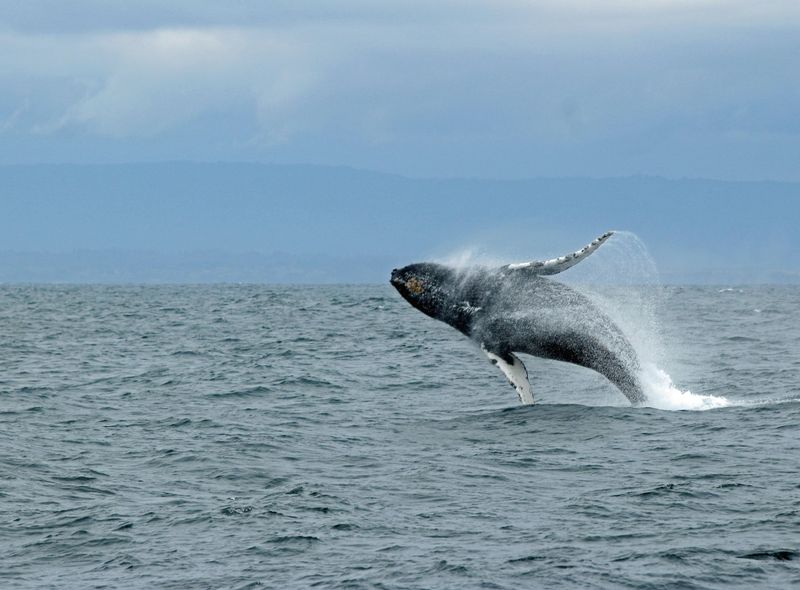 Whale Watch Monterey