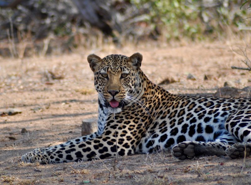 Safari in Zuid-Afrika