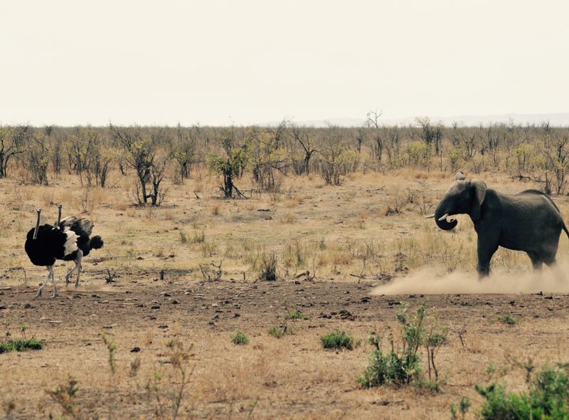 Safari in Zuid-Afrika