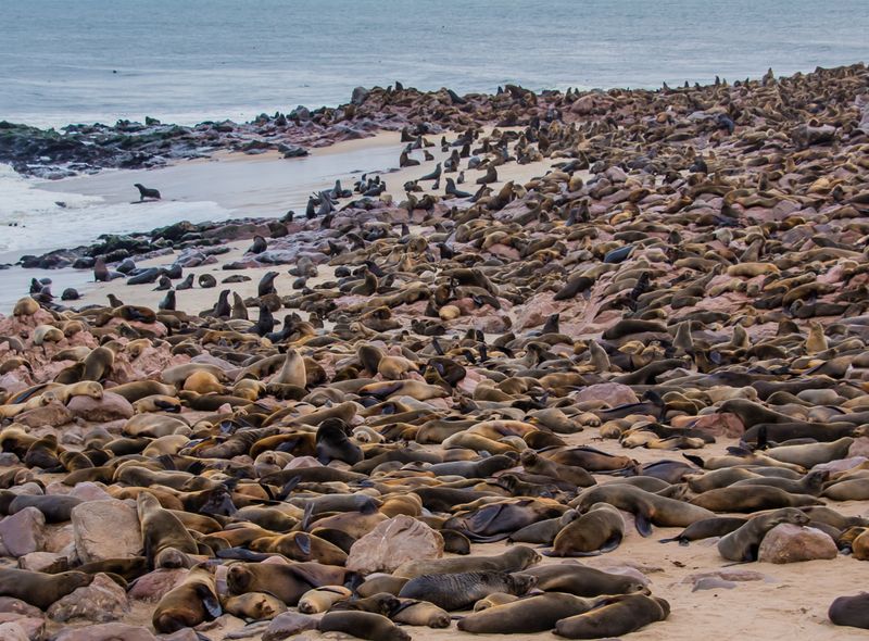 Pelsrobben op het strand in Namibië