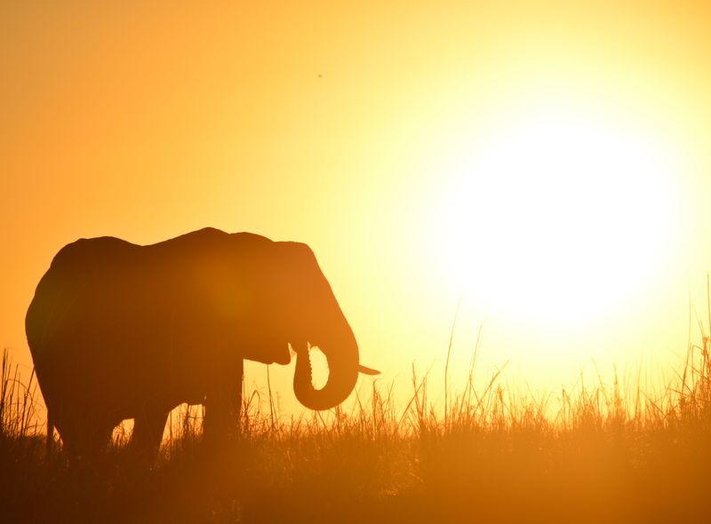 Afrika olifant must do&#039;s