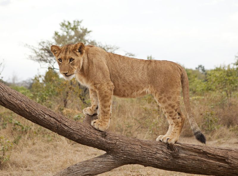 Zimbabwe leeuw wildlife safari