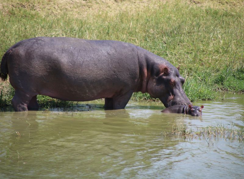 Nijlpaard