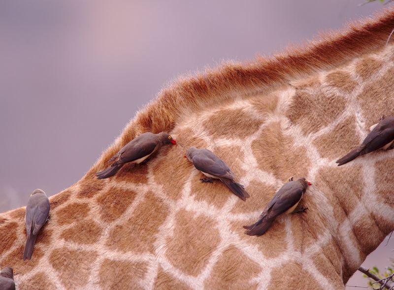 Zuid-Afrika safari wildlife giraf vogels