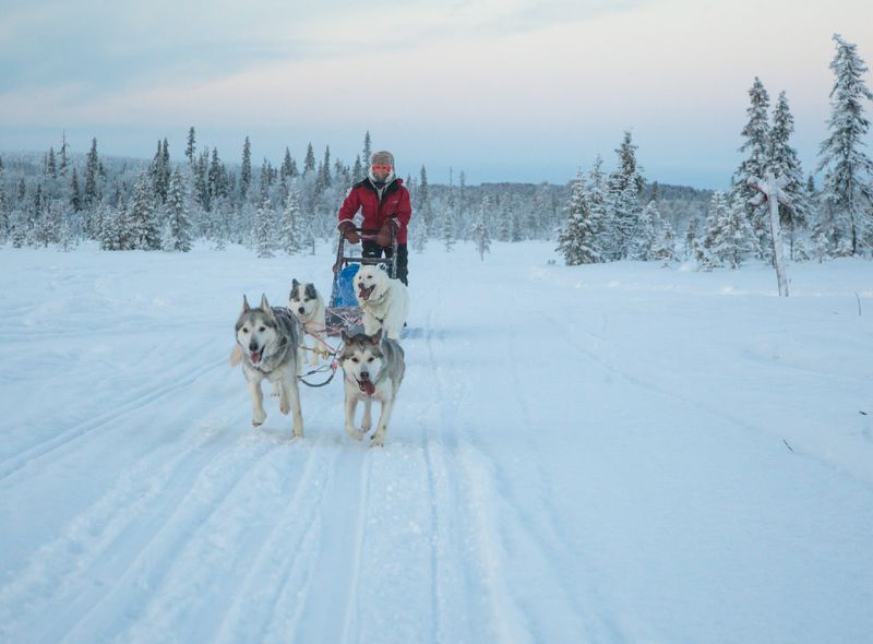 Sledehondentocht in Fins Lapland