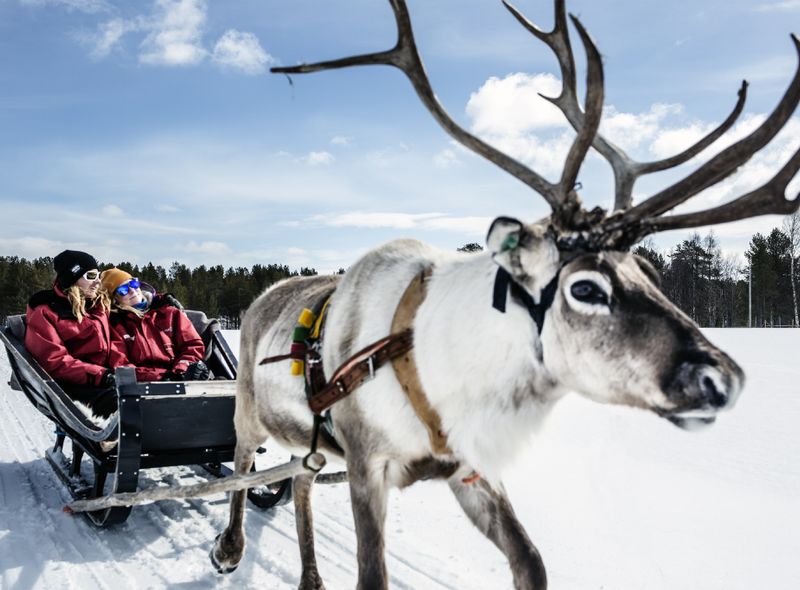 Rendiersledetocht in Fins Lapland