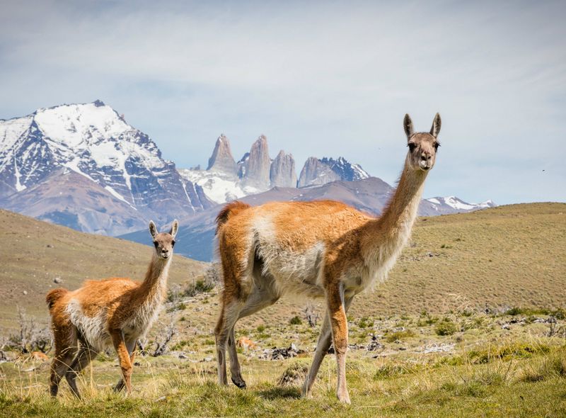 Torres del Paine