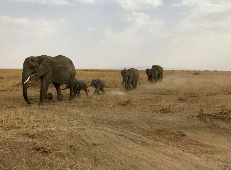 Olifanten in Serengeti NP