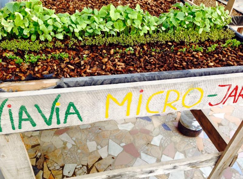 Micro-tuin in ViaVia Dakar
