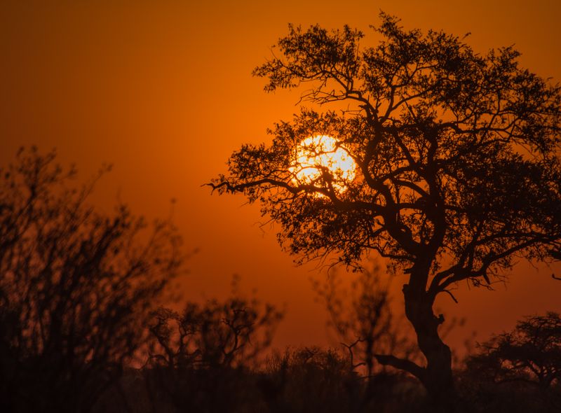 Botswana Moremi Game Reserve Afrika 