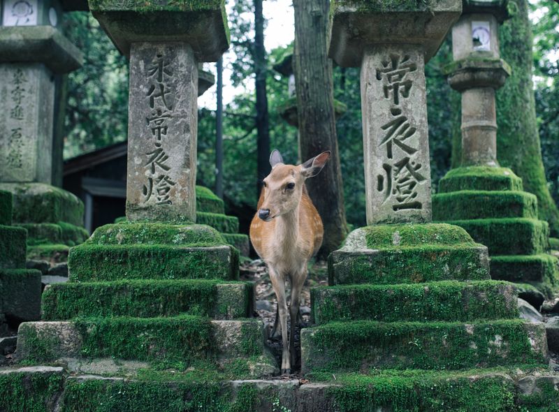 Nara Park Herten
