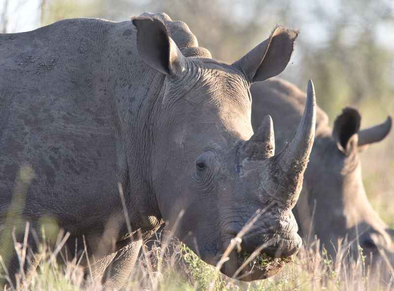 Witte neushoorn, Zuid-Afrika