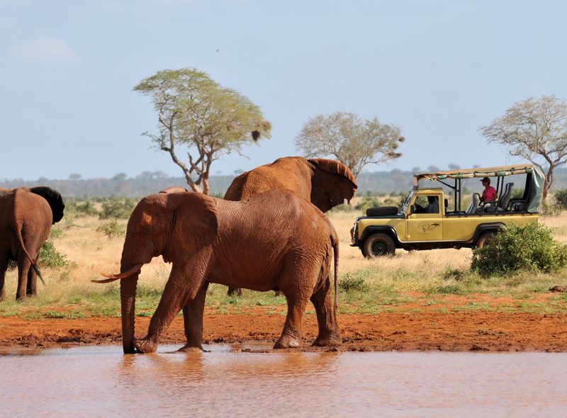 Kenia olifant safari wildlife Afrika