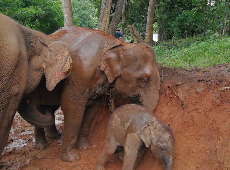 Olifanten opvangcentrum