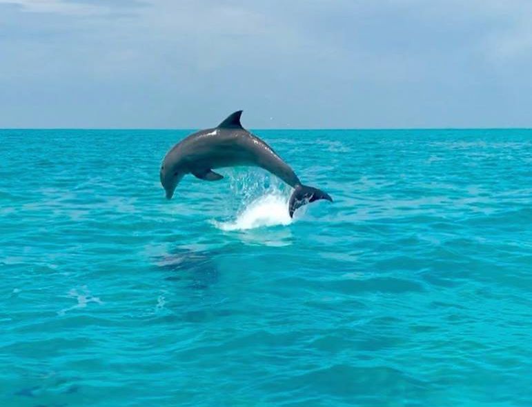 dolfijn key west florida usa
