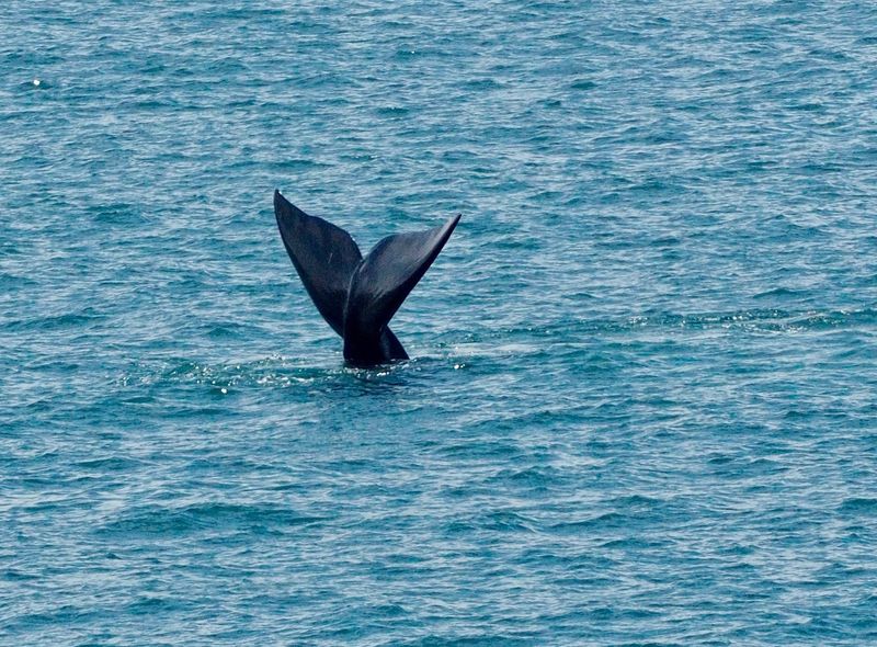 Walvissen spotten Kaapregio Hermanus Zuid-Afrika