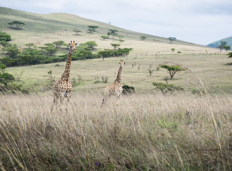 Zuid-Afrika reis African Genius