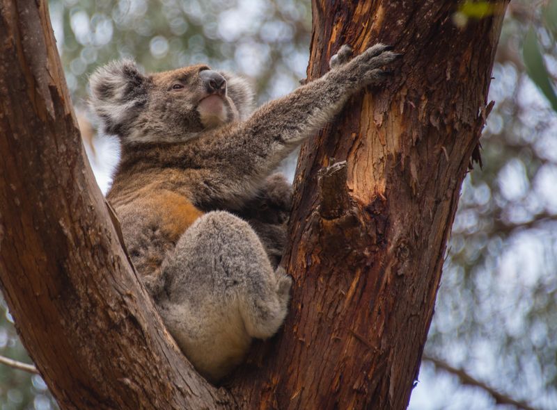 Groepsreis Australië koala