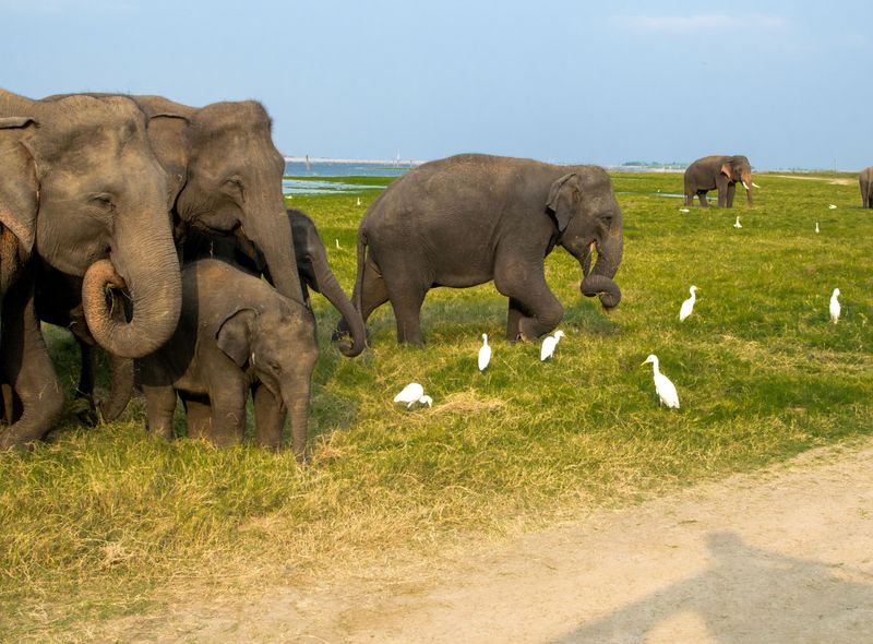 Groepsreis Sri Lanka olifanten safari 