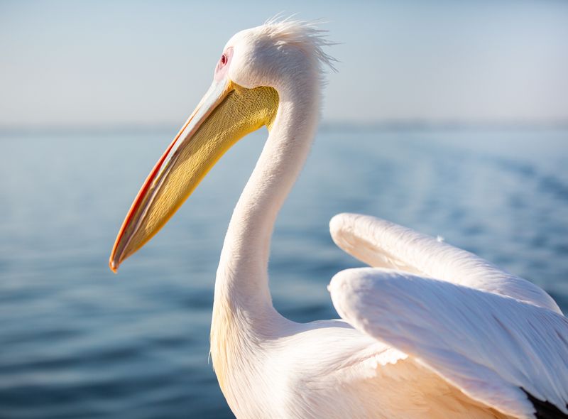 Groepsreis Namibië &amp; Zuid-Afrika Walvisbaai zeesafari pelikaan