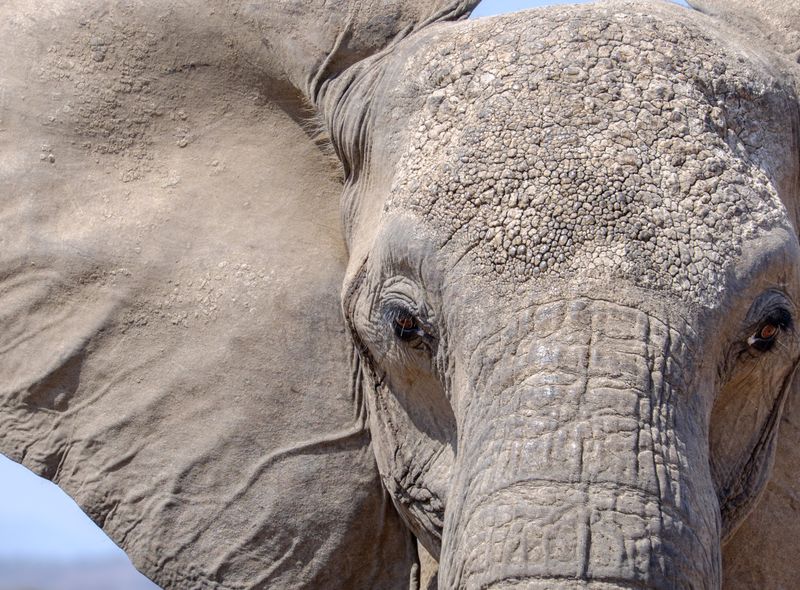 Groepsreis Kenia en Tanzania safari olifant