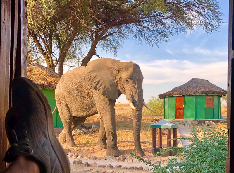 Groepsreis Tanzania olifant op bezoek op onze slaapplaats in Ruaha National Park