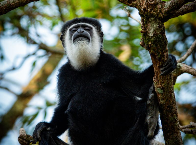 Groepsreis Oeganda colobus aap