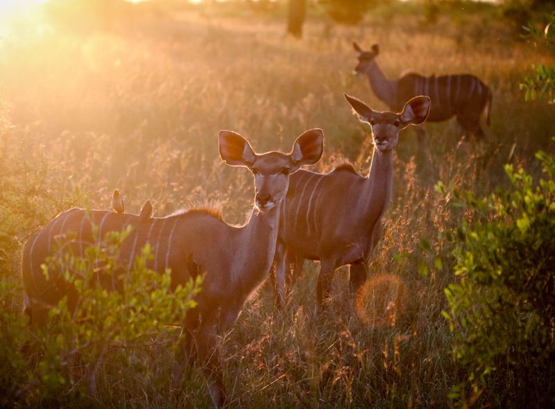 Groepsreis Comfort Zuid-Afrika kudu&#039;s in Kruger National Park safari