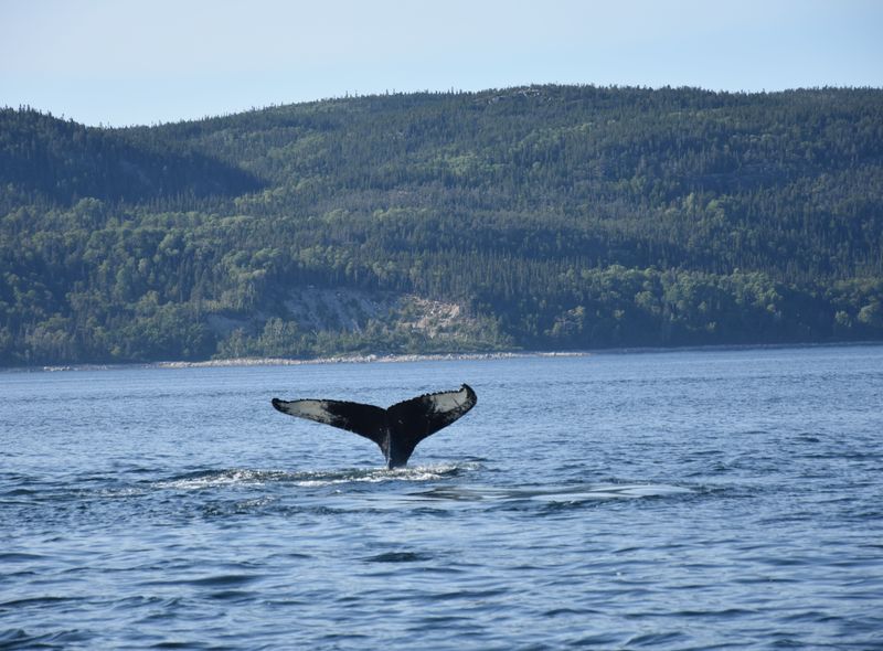 Groepsreis Canada - jongerenreis - walvissen en zeekajakken