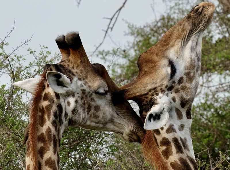 Groepsreis Zuid-Afrika giraffen in Kruger Park