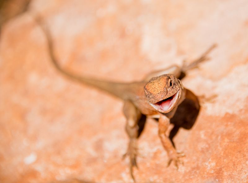 Groepsreis Australië