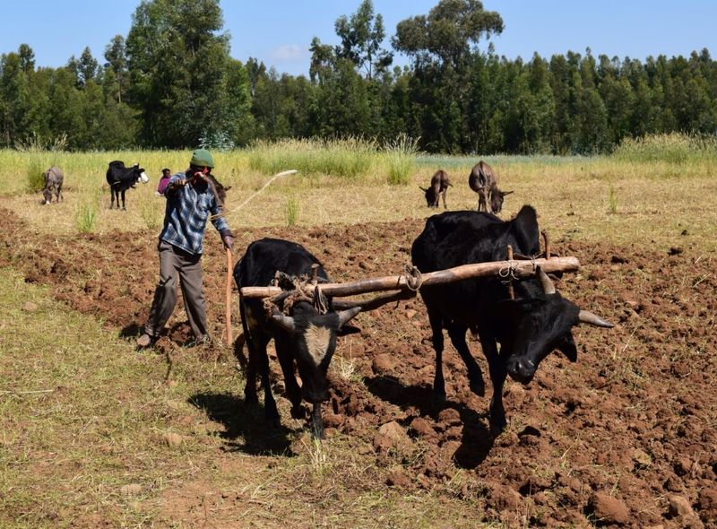 Groepsreis Ethiopië landbouwer