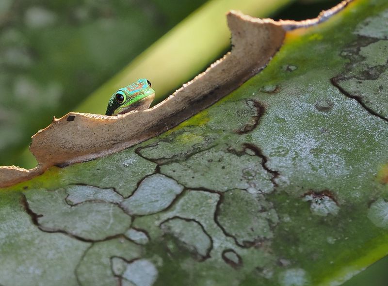 Groepsreis Madagascar madagaskargekko Mintsinjo National Reserve