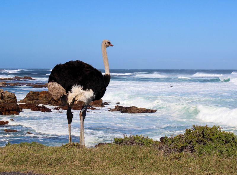 Groepsreis Namibië & Zuid-Afrika struisvogel aan Kaap de Goede Hoop