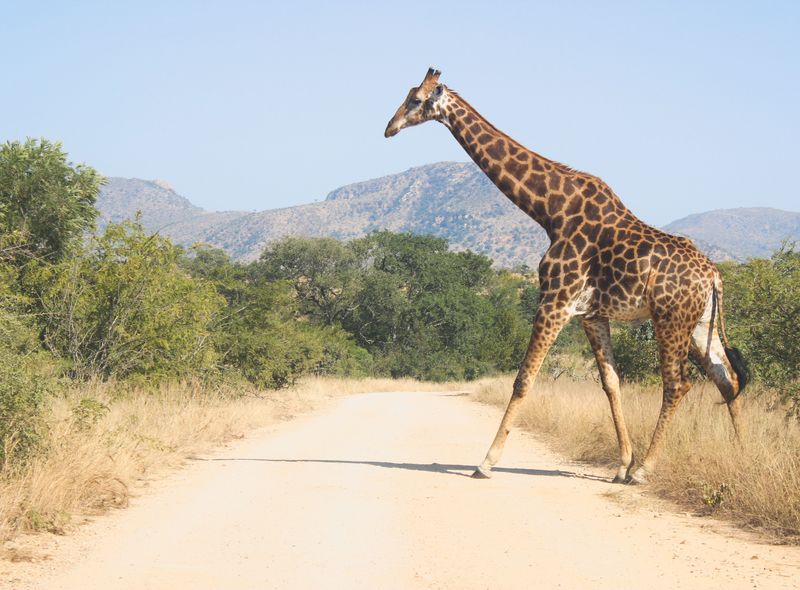 Groepsreis Zuid-Afrika en Lesotho giraf in Kruger