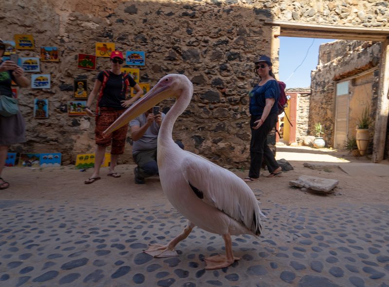 Groepsreis Senegal pelikaan
