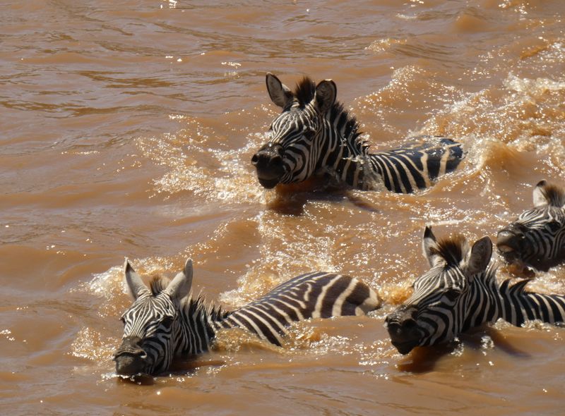 Groepsreis Kenia en Tanzania zebra&#039;s die de rivier oversteken in Masai Mara